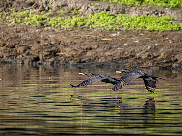 A pair of adult neotropic cormorants, Phalacrocorax brasilianus, in flight within the Pacaya Samiria Preserve, Peru
