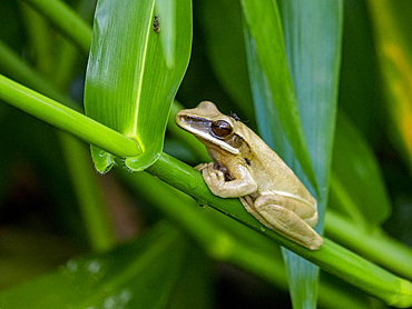 An adult basin tree frog, Boana lanciformis, clinging to a branch within the Pacaya Samiria Preserve, Peru