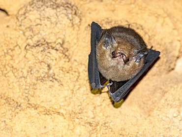 Roosting western sheath-tailed bat in Sakalavas Cave in Madagascar at sunset