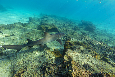 White-tipped reef shark, Triaenodon obesus, swimming in Sombrero Chino, Galápagos Islands, Ecuador.<br />1112-14543 White-tipped reef shark, Triaenodon obesus, swimming in Sombrero Chino, Galápagos Islands, Ecuador.