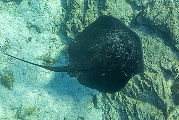 Blotched fantail ray, Taeniurops meyeni, Swimming on the bottom in Sombrero Chino, Gal&aacute;pagos Islands, Ecuador.