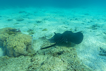 Blotched fantail ray, Taeniurops meyeni, Swimming on the bottom in Sombrero Chino, Gal&aacute;pagos Islands, Ecuador.