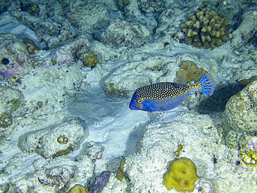 Spotted boxfish swims over coral reef in South Ari Atoll, Republic of Maldives
