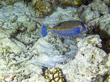 Spotted boxfish swimming near coral in South Ari Atoll in Maldives