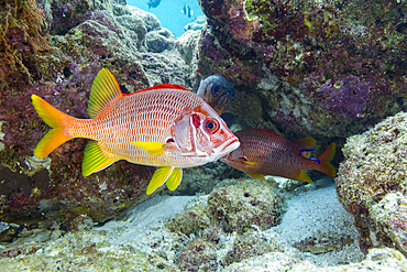 Adult sabre squirrelfish swims among coral in South Ari Atoll of Maldives