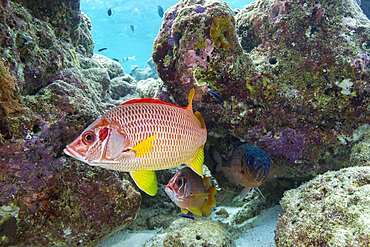 Saber squirrelfish swims among rocks in the South Ari Atoll in the Maldives
