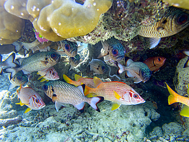 Adult sabre squirrelfish swimming among other fish in South Ari Atoll, Republic of Maldives