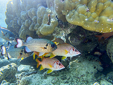 Adult sabre squirrelfish swimming near coral in South Ari Atoll Maldives