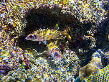 Blackfin squirrelfish swimming in coral reef among other fish in the Maldives ocean water