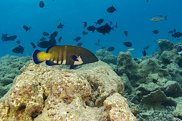 Adult peacock grouper swims among coral in South Ari Atoll in Maldives during a clear day