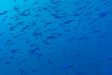 Variable-lined fusiliers swim in schools in clear waters of South Ari Atoll in the Maldives during daytime