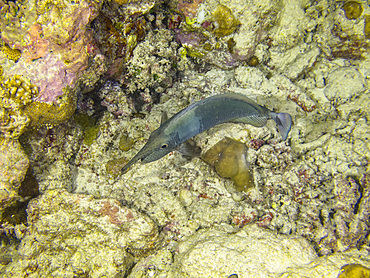 Adult paletail unicornfish swims among coral in the waters of South Ari Atoll, Republic of Maldives