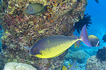 Sleek unicornfish swimming near coral reef in South Ari Atoll, Maldives, showcasing marine life and underwater ecosystem dynamics