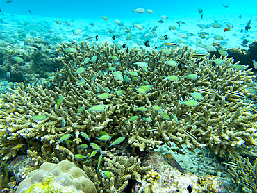 Schooling blue-green chromis, Chromis viridis, using a coral head for cover in South Ari Atoll, Maldives.