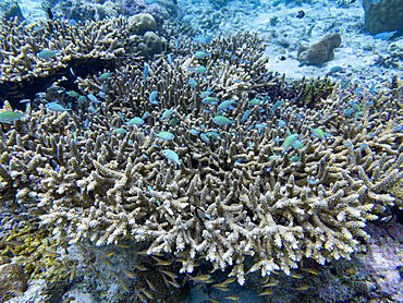 Schooling blue-green chromis, Chromis viridis, using a coral head for cover in South Ari Atoll, Maldives.