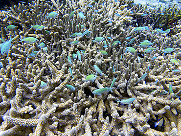 Schooling blue-green chromis, Chromis viridis, using a coral head for cover in South Ari Atoll, Maldives.