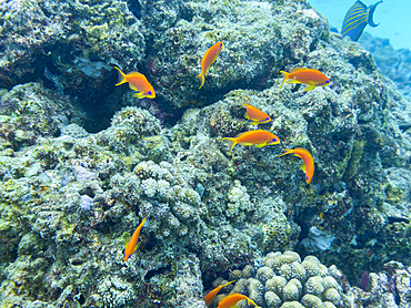 Schooling lyretail anthias, Pseudanthias squamipinnis, on the reef in South Ari Atoll, Maldives.<br />1112-14699 Schooling lyretail anthias, Pseudanthias squamipinnis, on the reef in South Ari Atoll, Maldives.