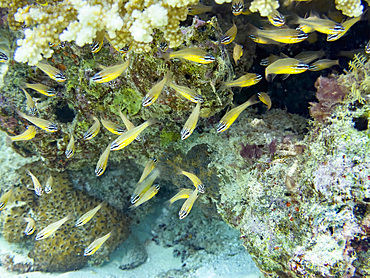 Schooling yellowstriped cardinalfish, Ostorhinchus cyanosoma, on the reef in South Ari Atoll, Maldives.<br />1112-14700 Schooling yellowstriped cardinalfish, Ostorhinchus cyanosoma, on the reef in South Ari Atoll, Maldives.