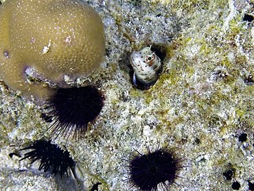 Adult redspotted rockskipper, Blenniella chrysopilos, in its burrow on the reef in South Ari Atoll, Maldives.<br />1112-14701 Adult redspotted rockskipper, Blenniella chrysopilos, in its burrow on the reef in South Ari Atoll, Maldives.