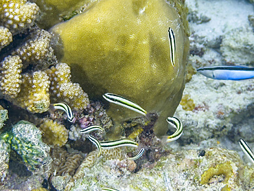Adult blue-headed wrasse, Thalassoma amblycephalum, swimming on the reef in South Ari Atoll, Maldives.<br />1112-14705 Adult blue-headed wrasse, Thalassoma amblycephalum, swimming on the reef in South Ari Atoll, Maldives.