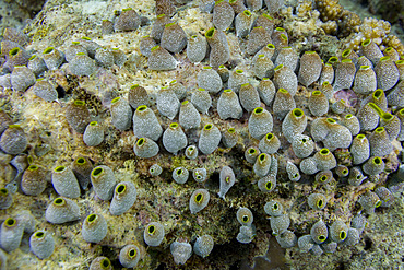 A colony of green barrel sea squirts, Didemnum molle, on the reef in South Ari Atoll, Maldives.<br />1112-14706 A colony of green barrel sea squirts, Didemnum molle, on the reef in South Ari Atoll, Maldives.
