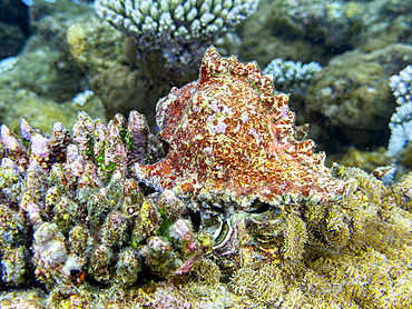 An adult predatory snail ramose murex, Chicoreus ramosus, on the reef in South Ari Atoll, Maldives.<br />1112-14707 An adult predatory snail ramose murex, Chicoreus ramosus, on the reef in South Ari Atoll, Maldives.