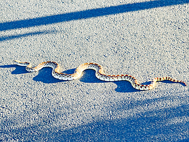 Gopher snake crosses a path in Saguaro National Park East in Tucson, Arizona