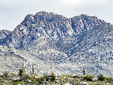 Catalina State Park, located at the base of the Santa Catalina Mountains, Oro Valley, Arizona, USA.