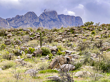 Catalina State Park, located at the base of the Santa Catalina Mountains, Oro Valley, Arizona, USA.