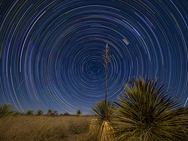Star trails over yucca near Whitewater Draw State Wildlife Area near McNeal in southeast Arizona, USA.