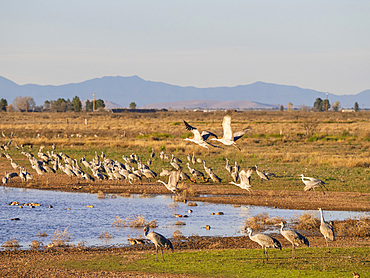 Sandhill cranes, Antigone canadensis, gathering in the late afternoon at Whitewater Draw State Wildlife Area, Arizona, USA.