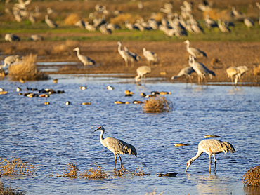 Sandhill cranes, Antigone canadensis, gathering in the late afternoon at Whitewater Draw State Wildlife Area, Arizona, USA.