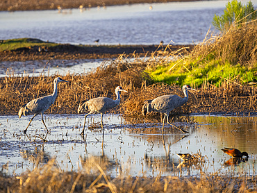 Sandhill cranes, Antigone canadensis, gathering in the late afternoon at Whitewater Draw State Wildlife Area, Arizona, USA.