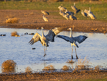 Sandhill cranes, Antigone canadensis, gathering in the late afternoon at Whitewater Draw State Wildlife Area, Arizona, USA.