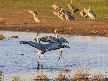 Sandhill cranes, Antigone canadensis, gathering in the late afternoon at Whitewater Draw State Wildlife Area, Arizona, USA.
