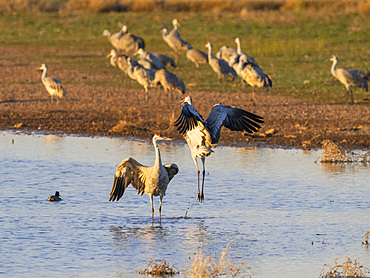 Sandhill cranes, Antigone canadensis, gathering in the late afternoon at Whitewater Draw State Wildlife Area, Arizona, USA.