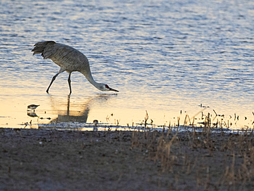 Sandhill cranes, Antigone canadensis, gathering in the late afternoon at Whitewater Draw State Wildlife Area, Arizona, USA.