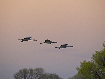 Sandhill cranes, Antigone canadensis, gathering in the late afternoon at Whitewater Draw State Wildlife Area, Arizona, USA.