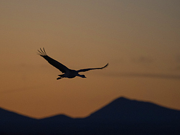 Sandhill cranes, Antigone canadensis, gathering in the late afternoon at Whitewater Draw State Wildlife Area, Arizona, USA.