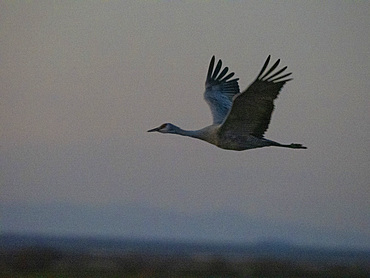 Sandhill cranes, Antigone canadensis, gathering in the late afternoon at Whitewater Draw State Wildlife Area, Arizona, USA.