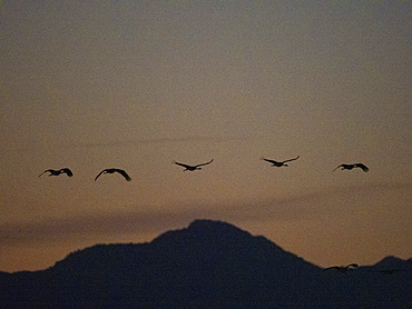 Sandhill cranes, Antigone canadensis, gathering in the late afternoon at Whitewater Draw State Wildlife Area, Arizona, USA.