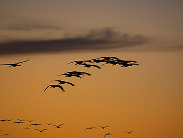 Sandhill cranes, Antigone canadensis, gathering in the late afternoon at Whitewater Draw State Wildlife Area, Arizona, USA.