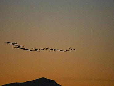 Sandhill cranes, Antigone canadensis, gathering in the late afternoon at Whitewater Draw State Wildlife Area, Arizona, USA.
