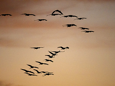 Sandhill cranes, Antigone canadensis, gathering in the late afternoon at Whitewater Draw State Wildlife Area, Arizona, USA.