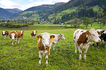 Cattle, Heiligenblut am Grossglockner, Spittal an der Drau, Carinthia, Austria