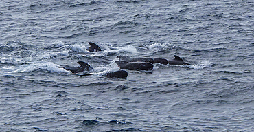 Pilot whales in the Indian Ocean, Cape town, South Africa