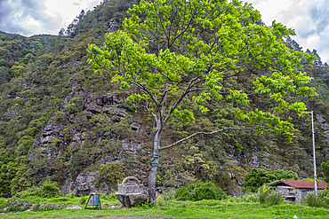 Large green tree stands near a rocky hillside in Bhutan, showcasing the landscape's natural features and simple rural life