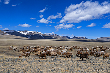 Altai Mountain National Park, Mongolia