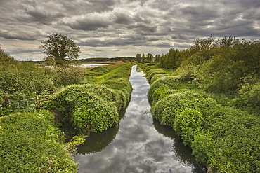 Afternoon light on the marshes of Ham Wall Nature Reserve, one of the Avalon Marshes, in the Somerset Levels, near Glastonbury, Somerset, Great Britain.