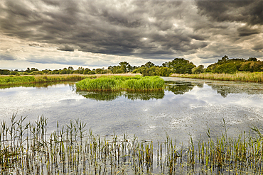 Afternoon light on the marshes of Ham Wall Nature Reserve, one of the Avalon Marshes, in the Somerset Levels, near Glastonbury, Somerset, Great Britain.